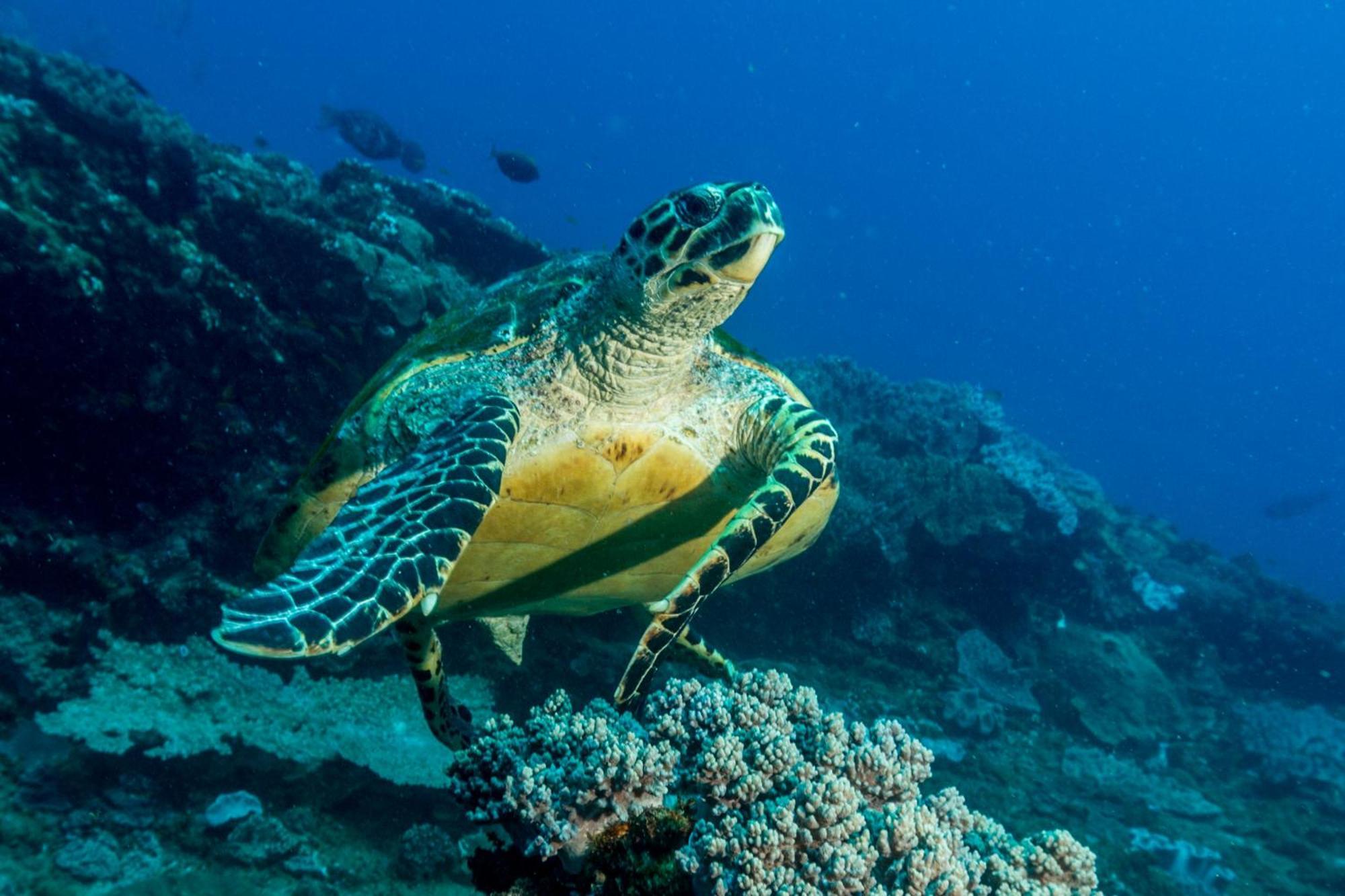 Sodwana Bay Lodge Dive & Fishing Resort Экстерьер фото